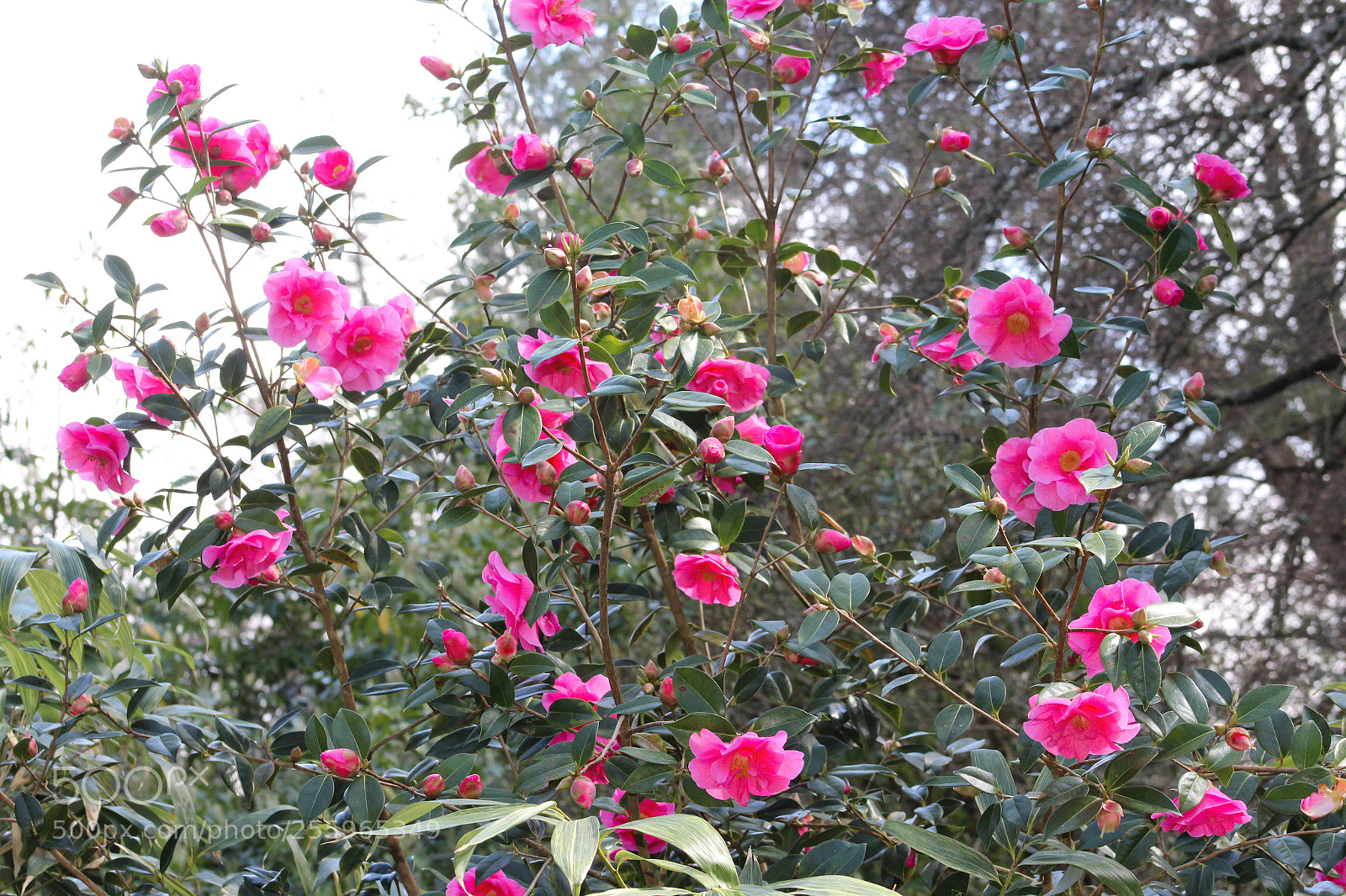 Canon EOS 1300D (EOS Rebel T6 / EOS Kiss X80) sample photo. Img photography