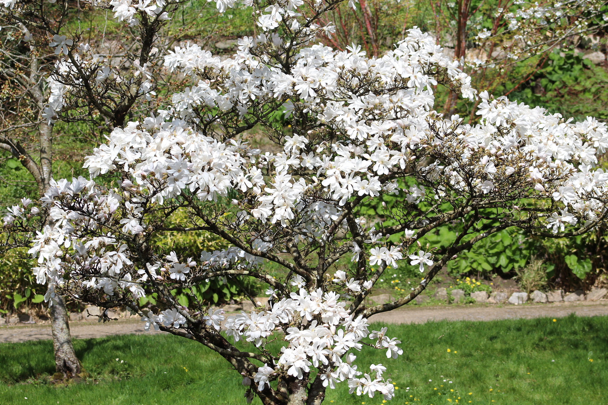 Canon EF 75-300mm f/4-5.6 sample photo. Img photography