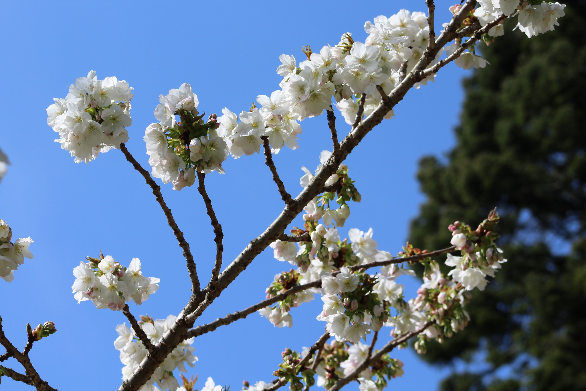 Canon EF 75-300mm f/4-5.6 sample photo. Img photography