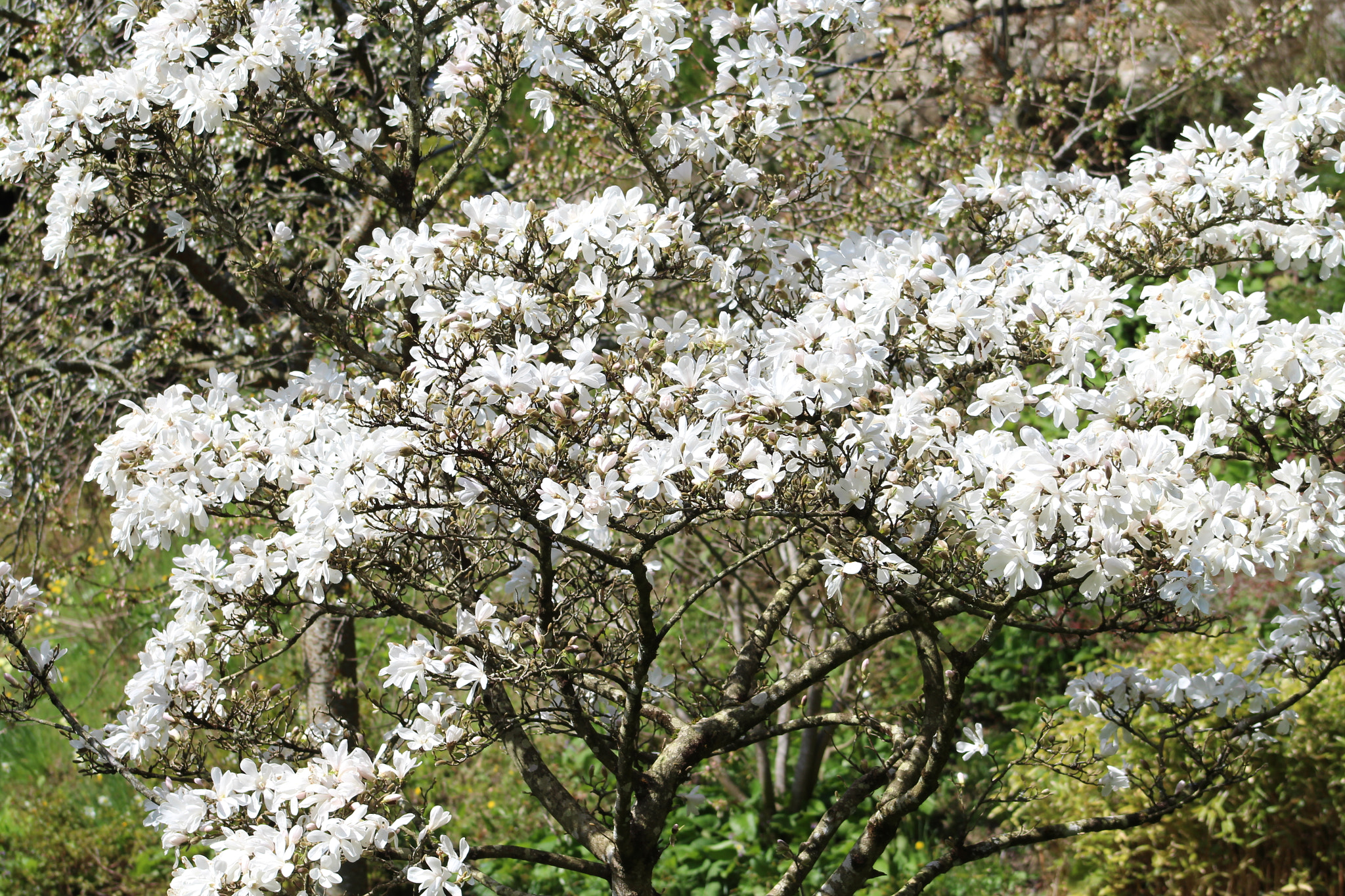 Canon EF 75-300mm f/4-5.6 sample photo. Img photography
