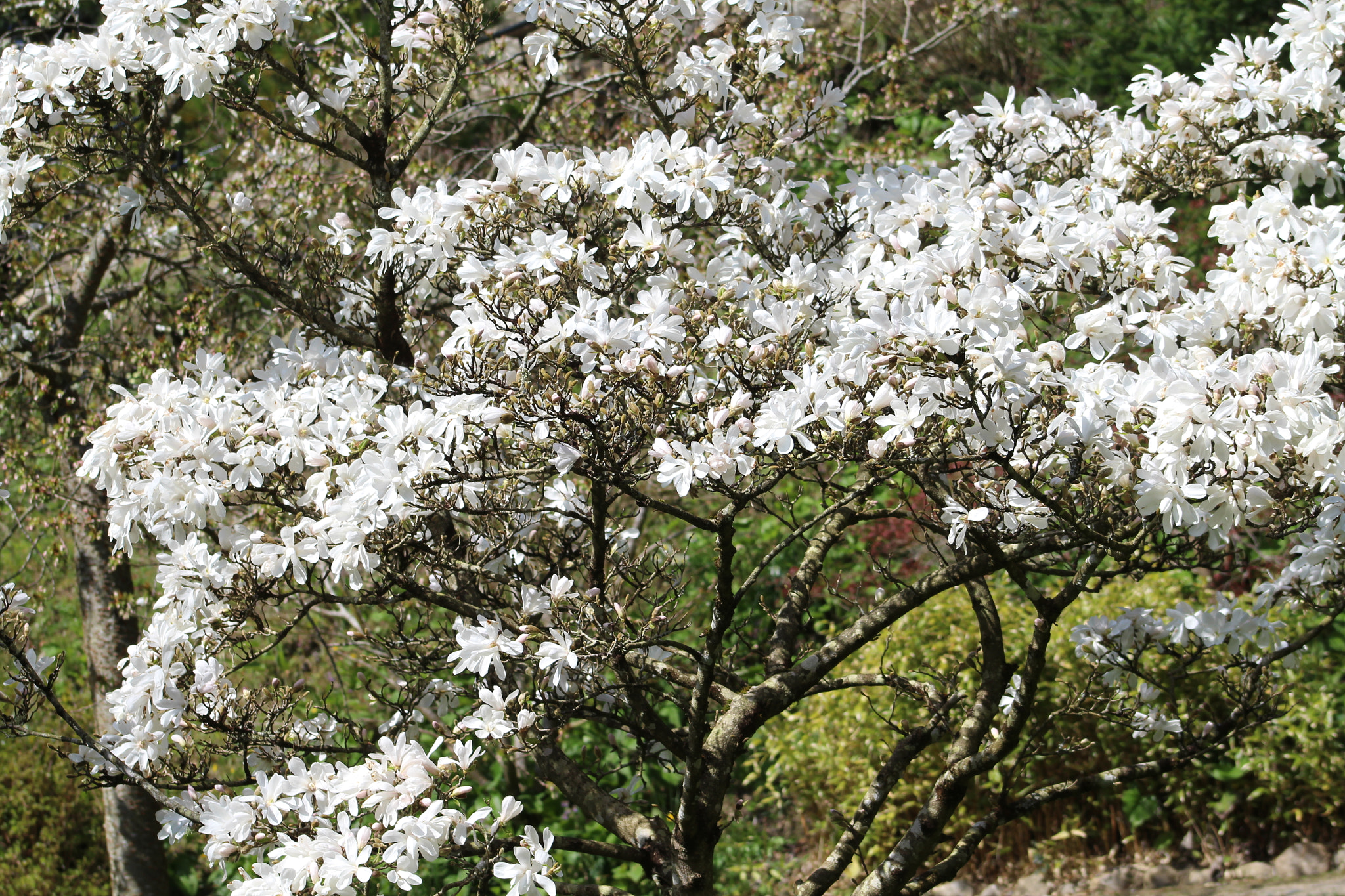 Canon EF 75-300mm f/4-5.6 sample photo. Img photography