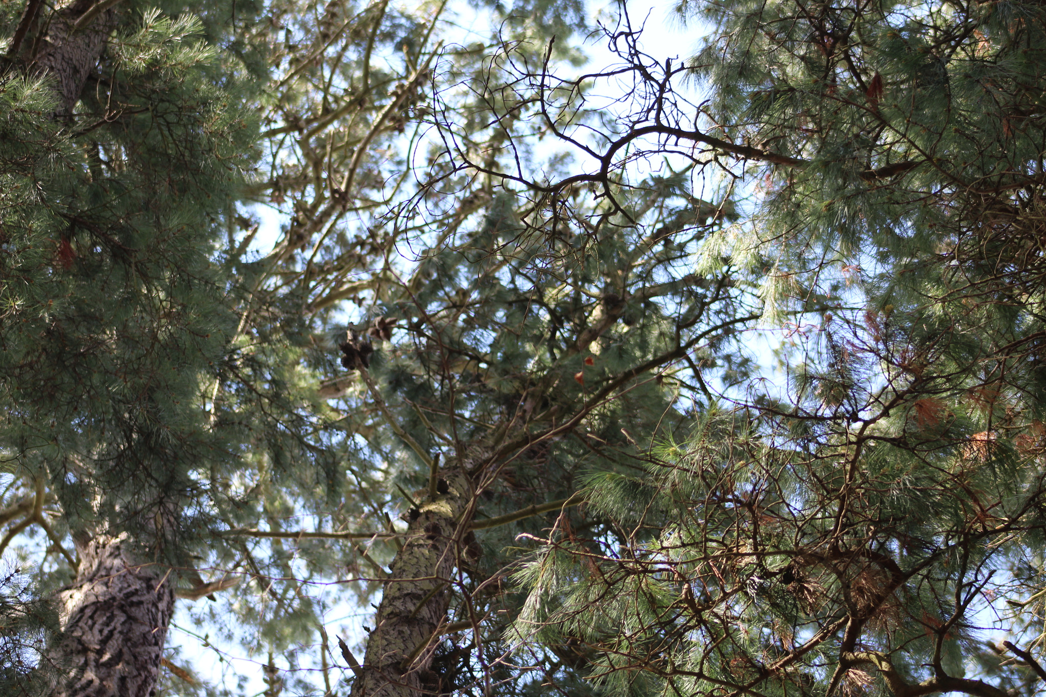 Canon EF 75-300mm f/4-5.6 sample photo. Img photography