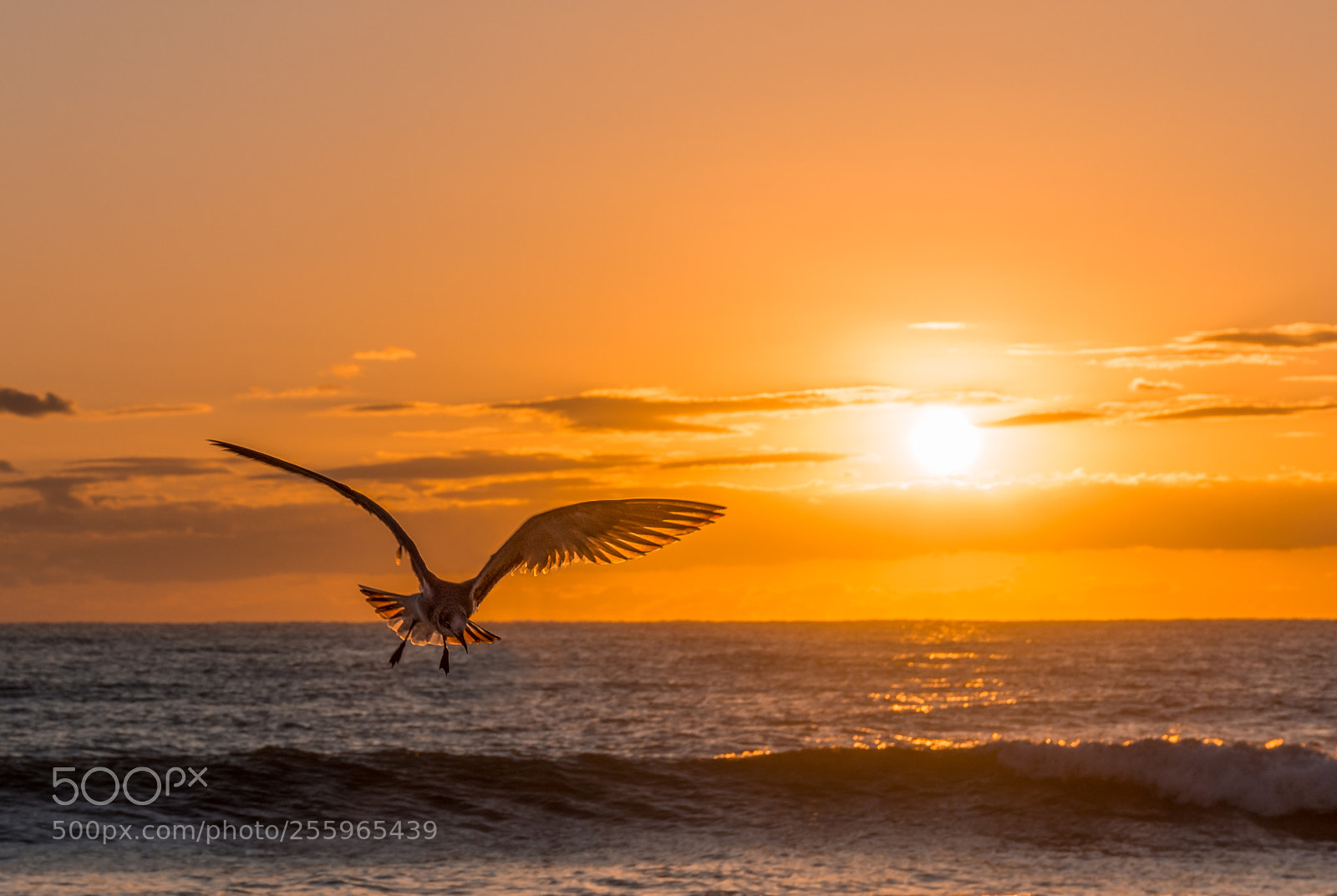 Nikon D7200 sample photo. Flying bird photography