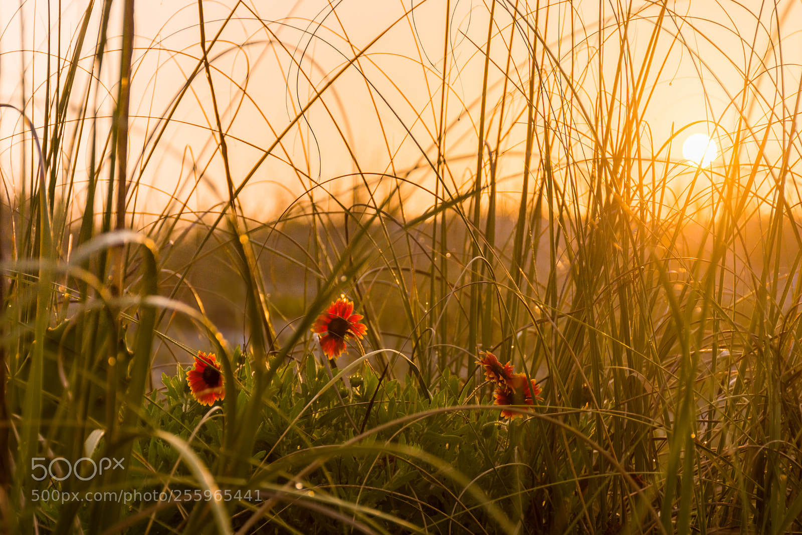 Nikon D7200 sample photo. Flowers on the beach photography