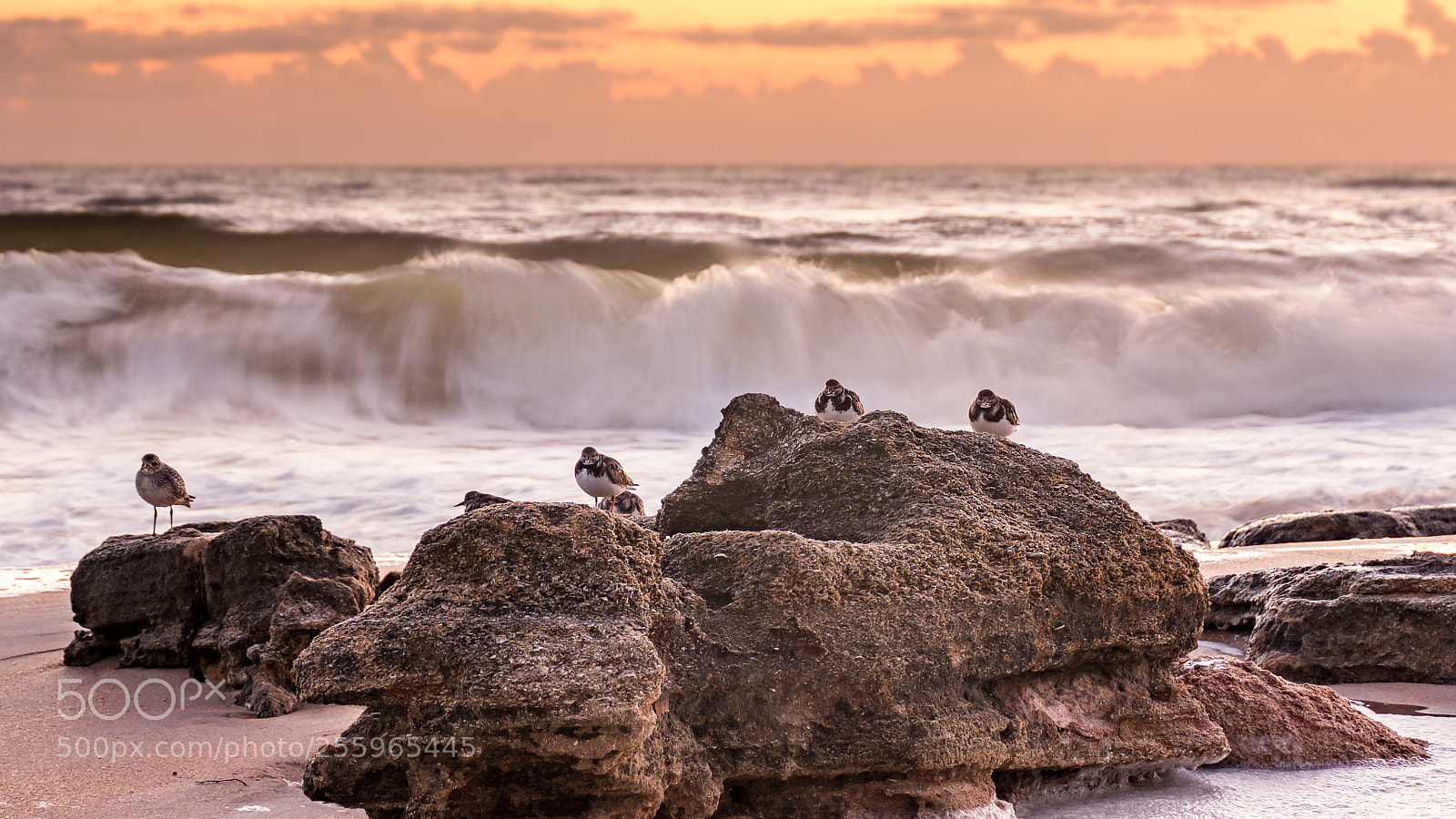 Nikon D7200 sample photo. Birds at the beach photography