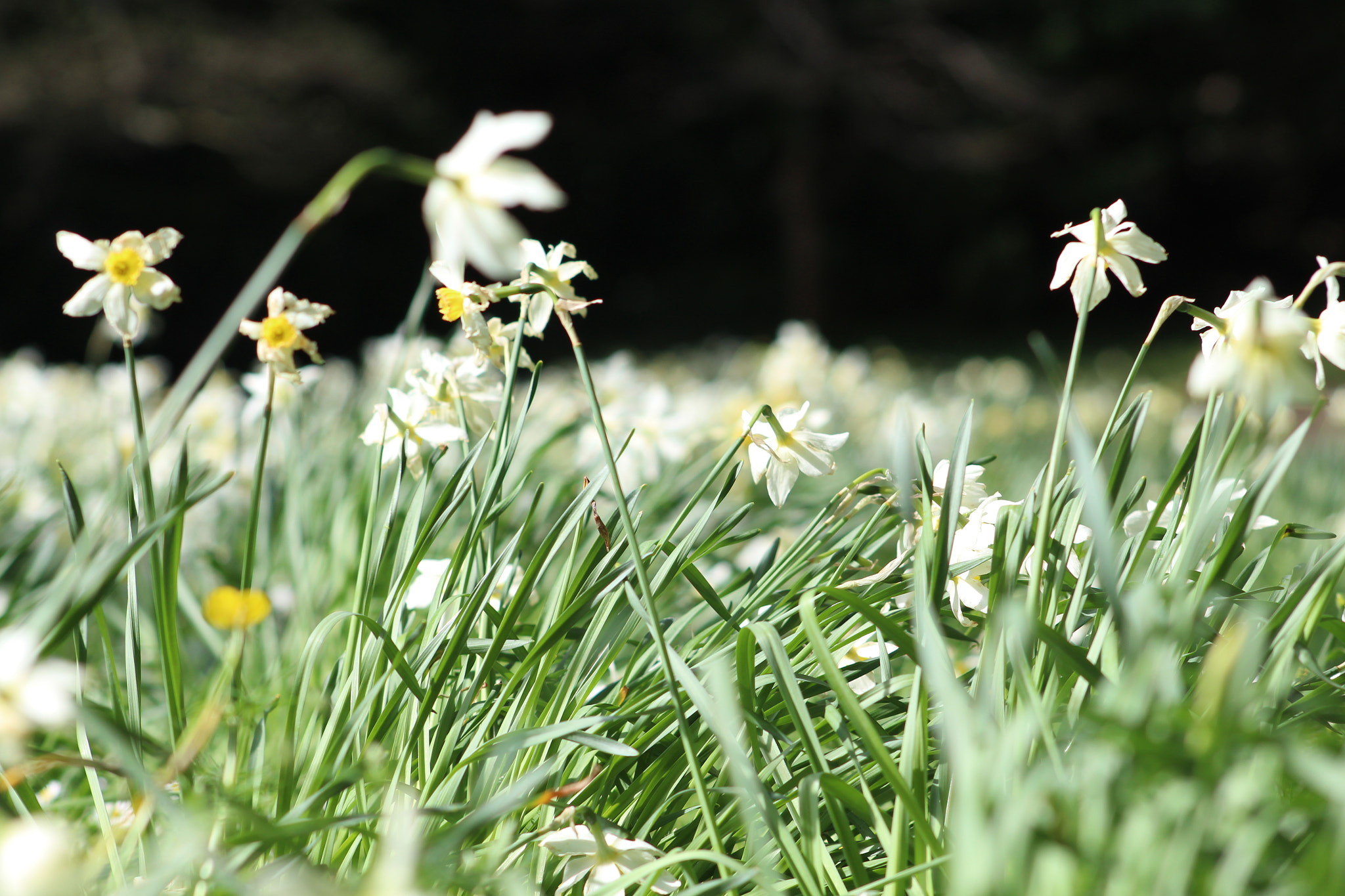Canon EF 75-300mm f/4-5.6 sample photo. Img photography