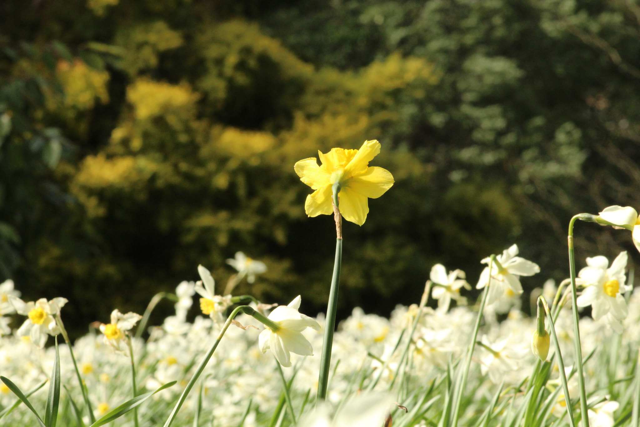 Canon EF 75-300mm f/4-5.6 sample photo. Img photography