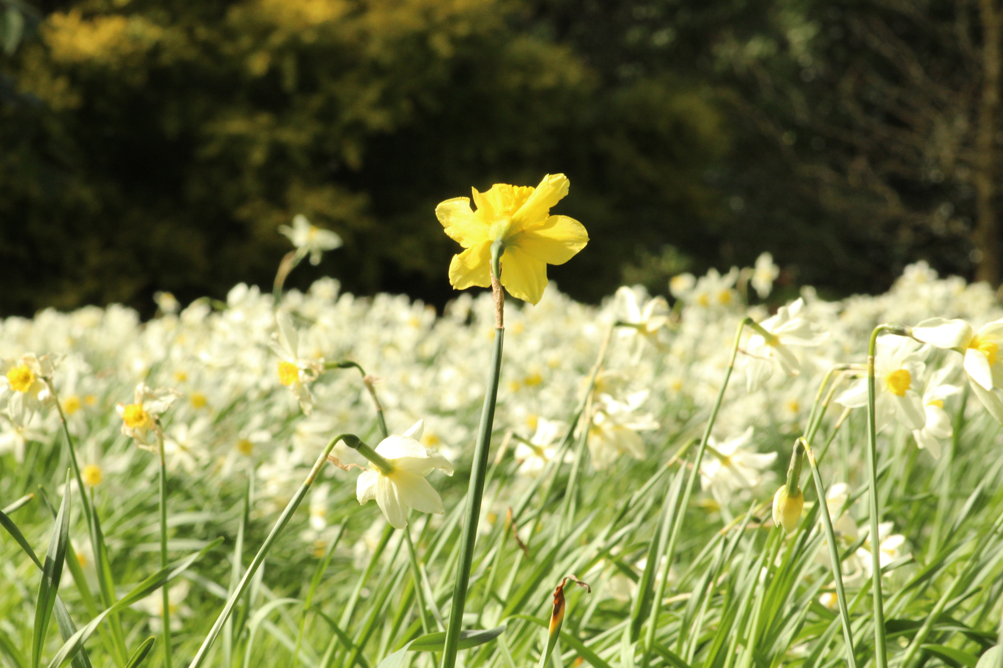 Canon EF 75-300mm f/4-5.6 sample photo. Img photography