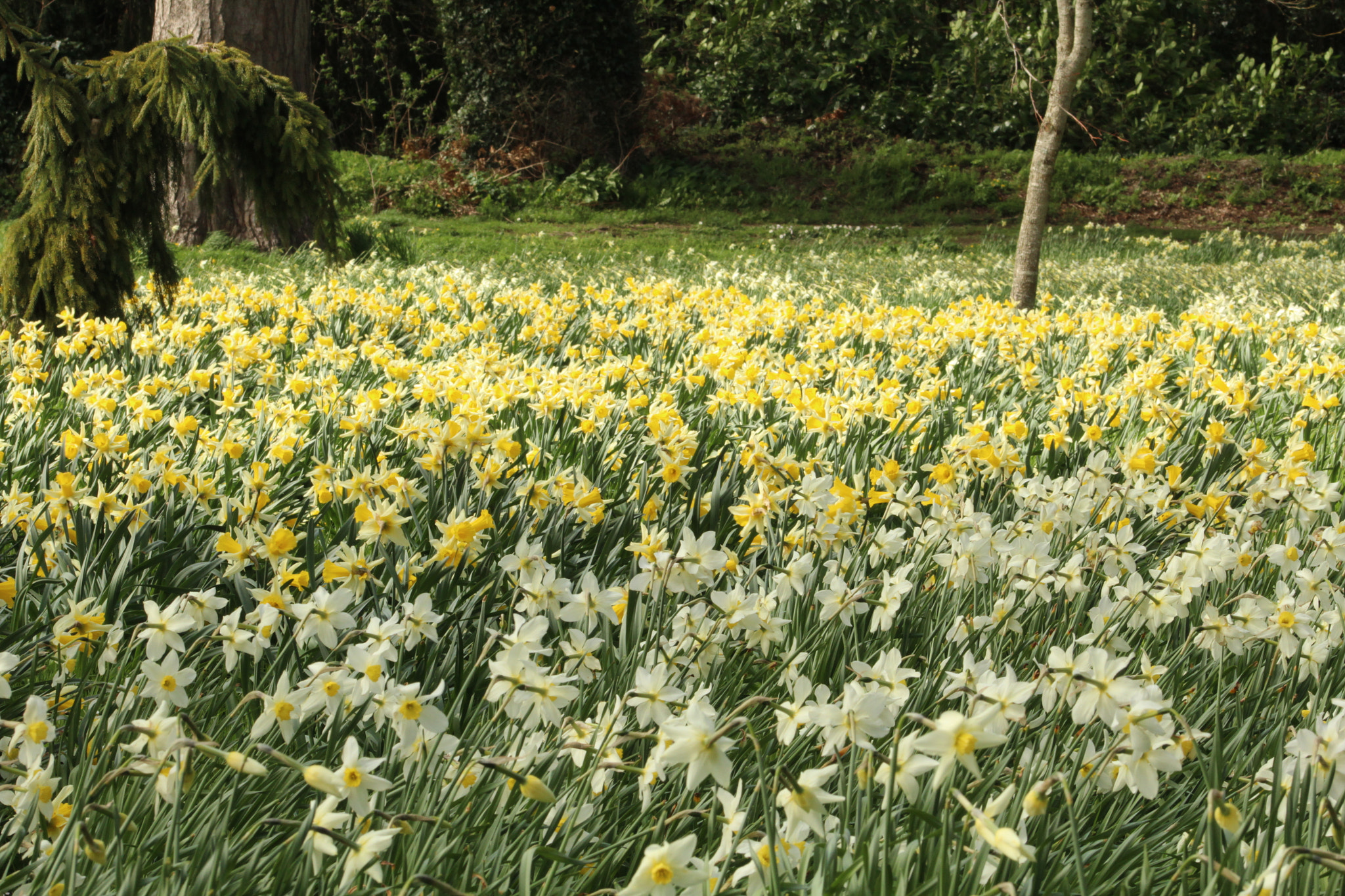 Canon EF 75-300mm f/4-5.6 sample photo. Img photography