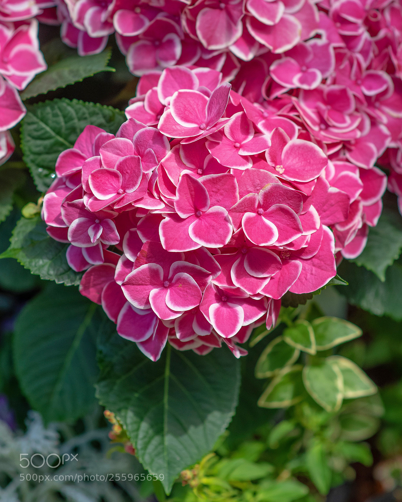 Nikon D800E sample photo. Hydrangea photography