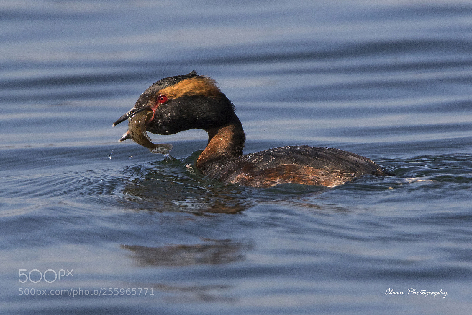Canon EOS 7D Mark II sample photo. Catch the fish photography