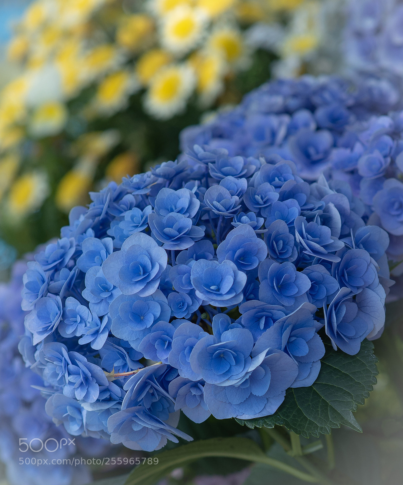 Nikon D800E sample photo. Hydrangea photography