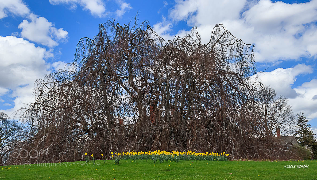 Canon EOS 77D (EOS 9000D / EOS 770D) sample photo. Unbloomed tree photography