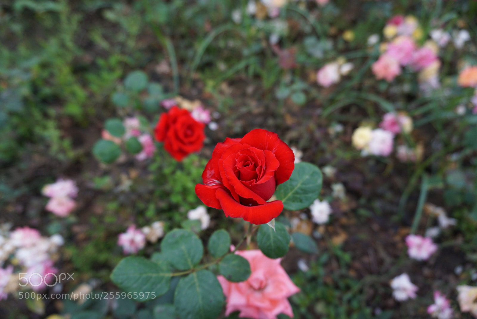 Sony a6000 sample photo. Morning photography