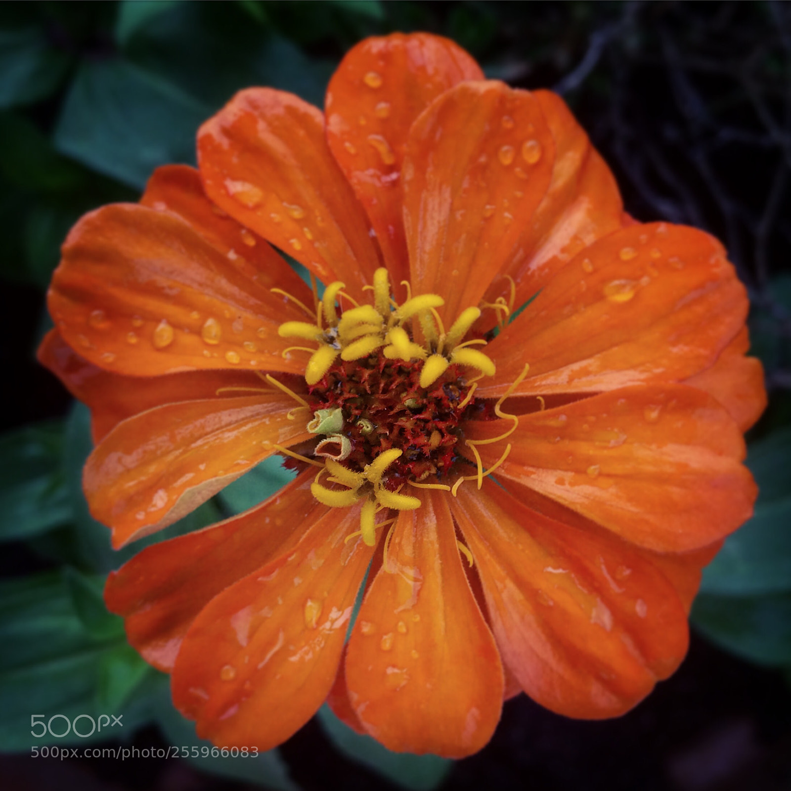 Apple iPhone 5s sample photo. Simply orange photography
