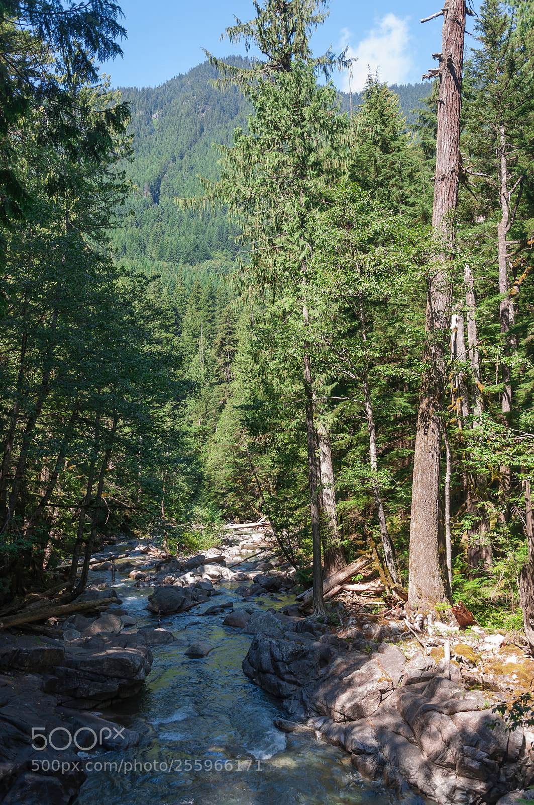 Nikon D90 sample photo. Forest river photography