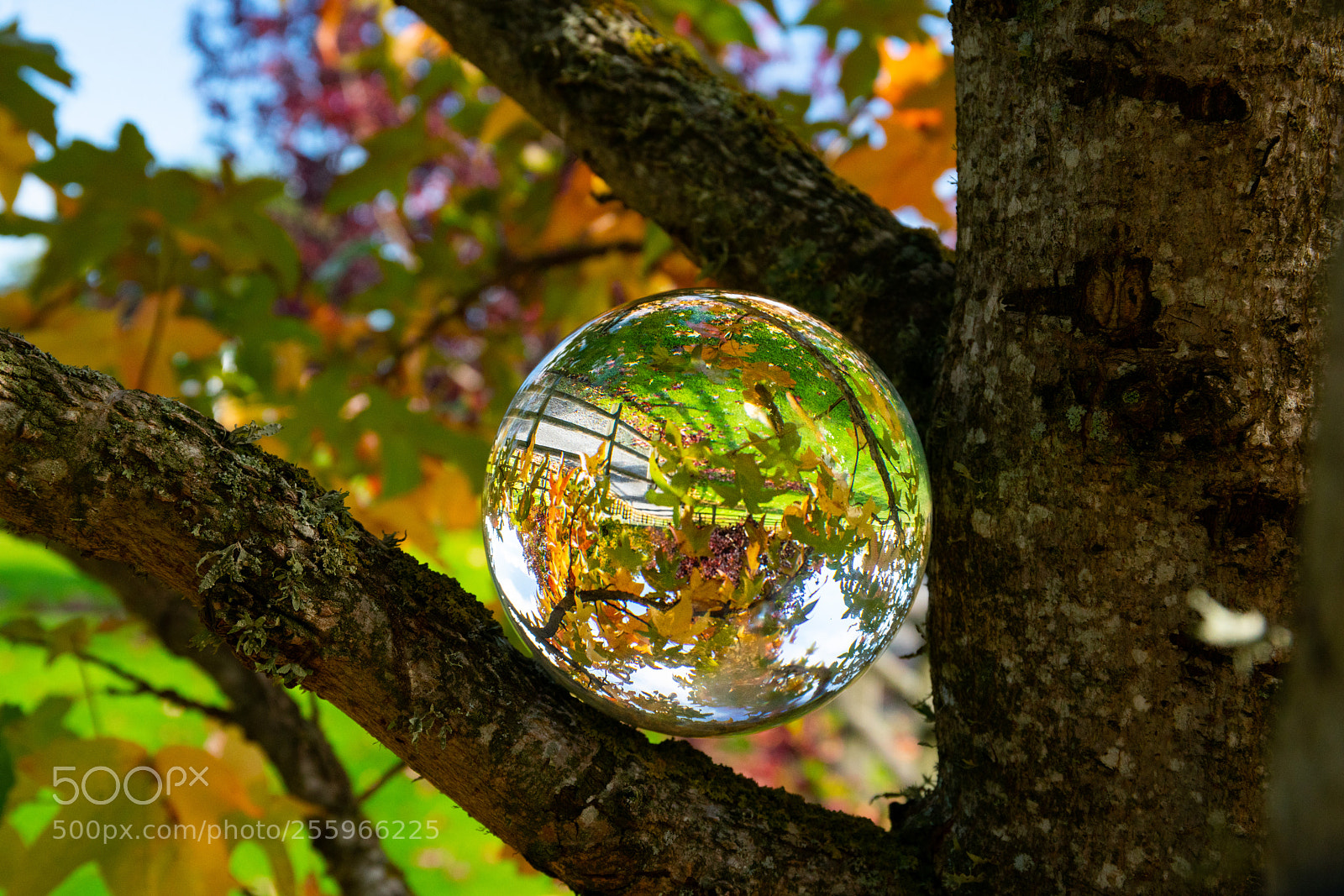 Sony a7R II sample photo. Autumn color in the photography