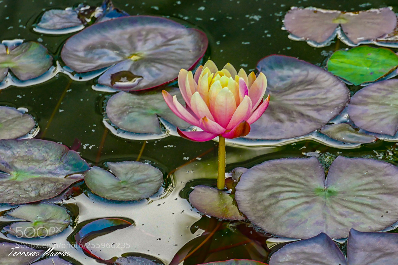 Panasonic Lumix DMC-FZ1000 sample photo. Lily pad pond photography
