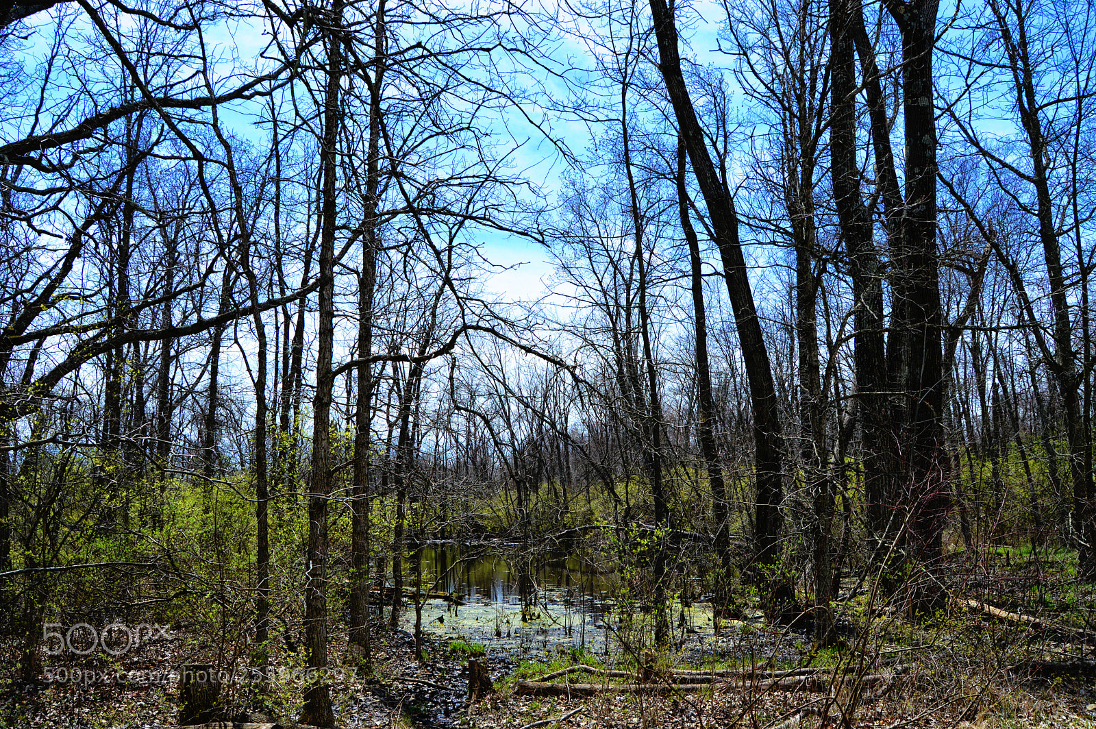 Nikon D3200 sample photo. Growth swamp photography