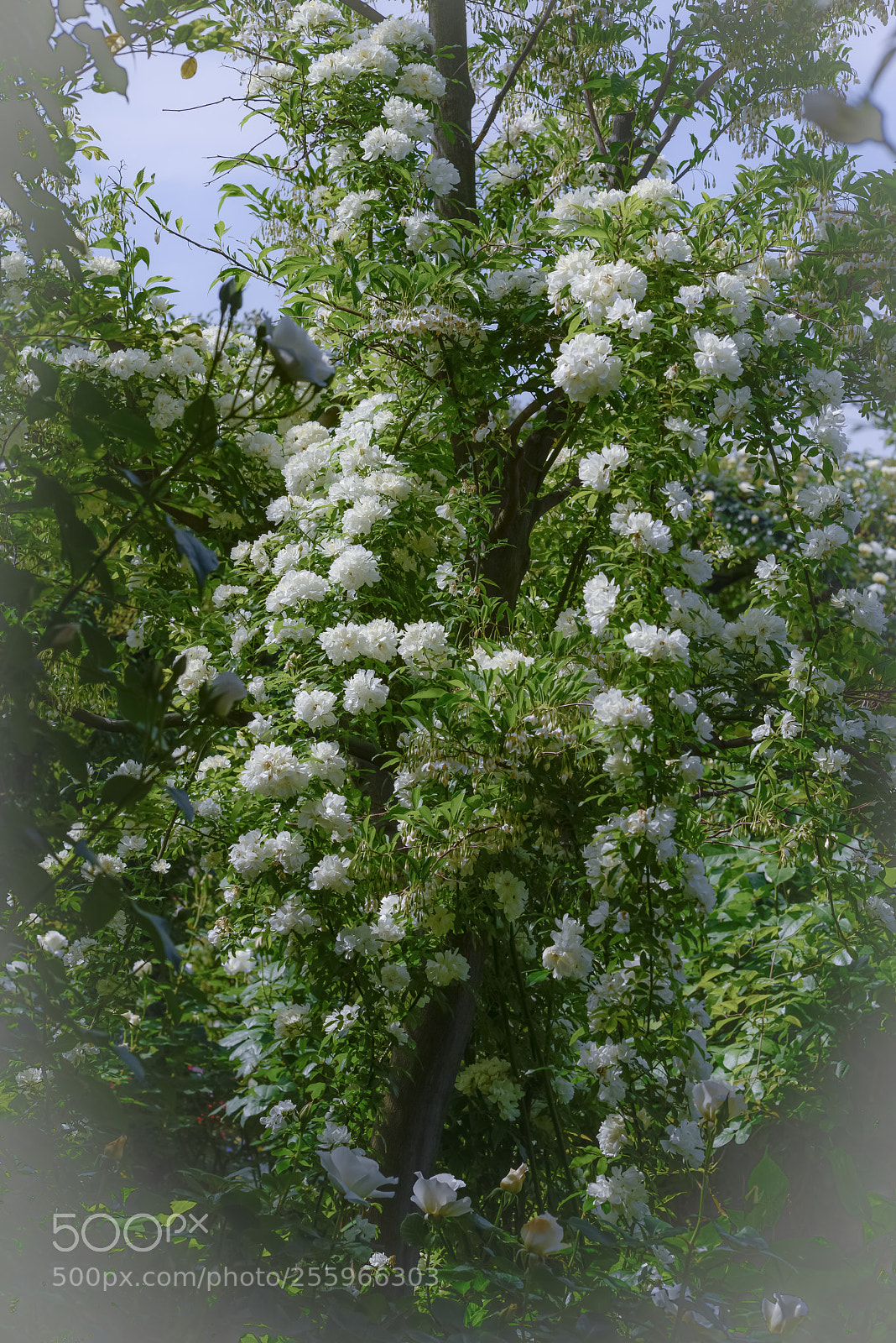 Nikon D800E sample photo. Rambling rose photography