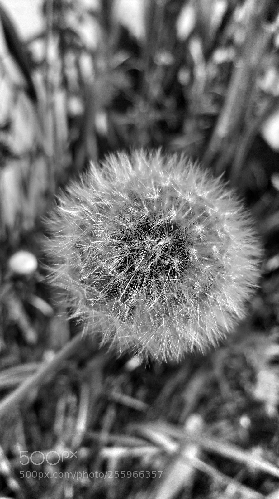 Samsung Galaxy Note4 sample photo. Just dandy photography
