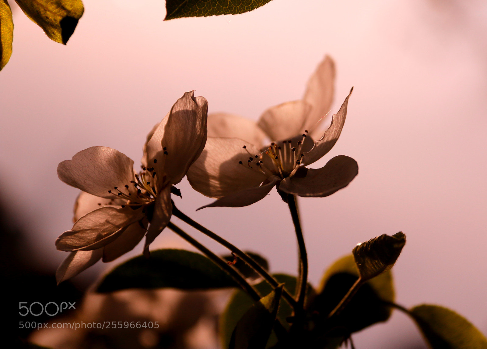 Canon EOS 70D sample photo. Open pear flower photography