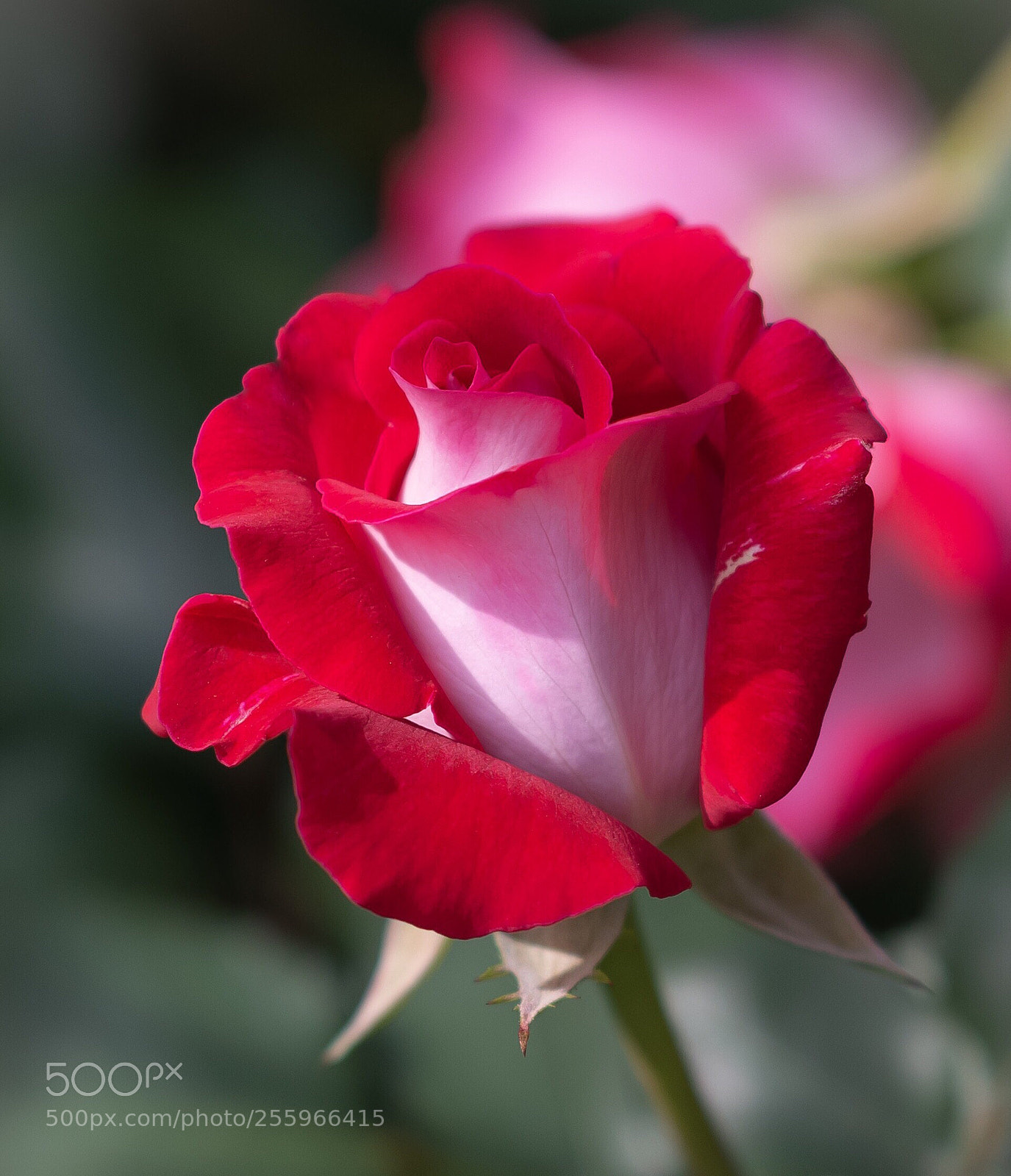 Nikon D800E sample photo. Red rose  photography