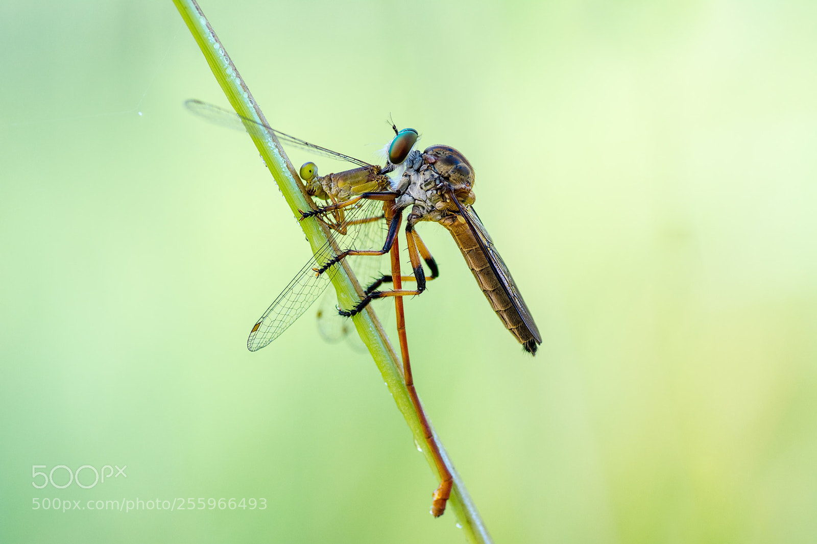 Nikon D5200 sample photo. Damsel in distress photography