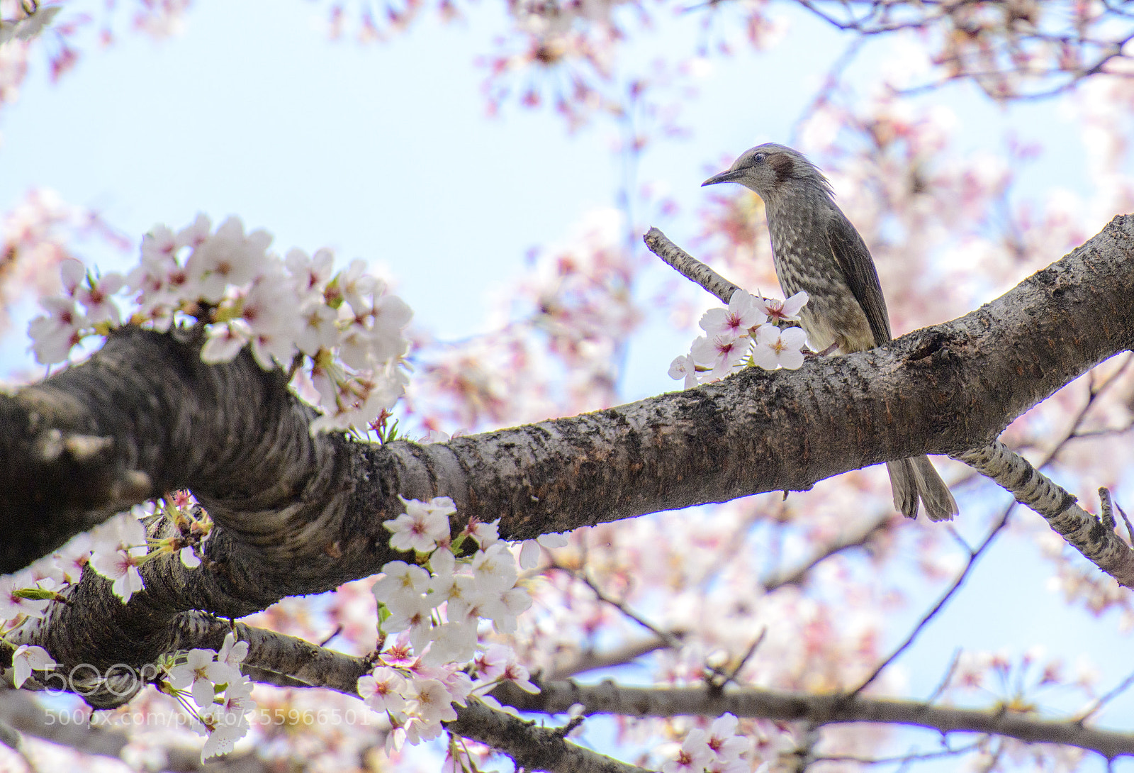 Nikon D850 sample photo. Sakura and bird photography