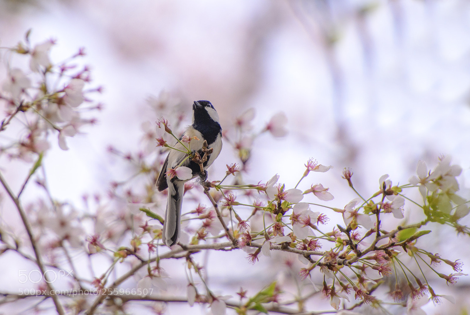 Nikon D850 sample photo. Sakura and bird photography