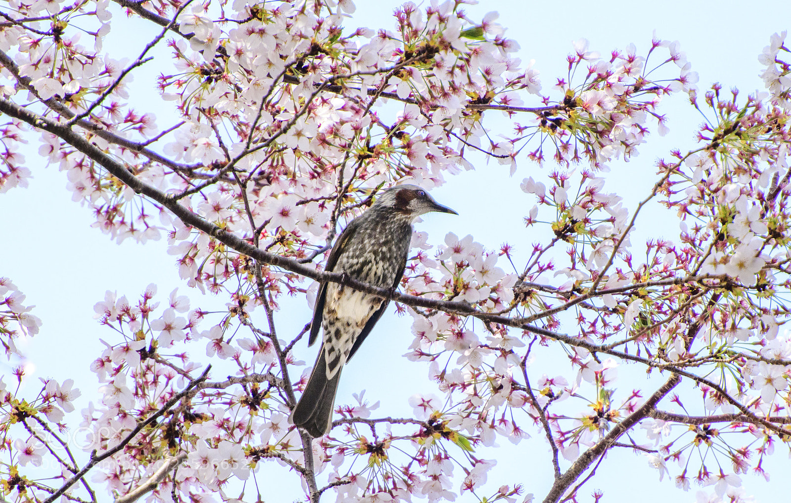 Nikon D850 sample photo. Sakura and bird photography