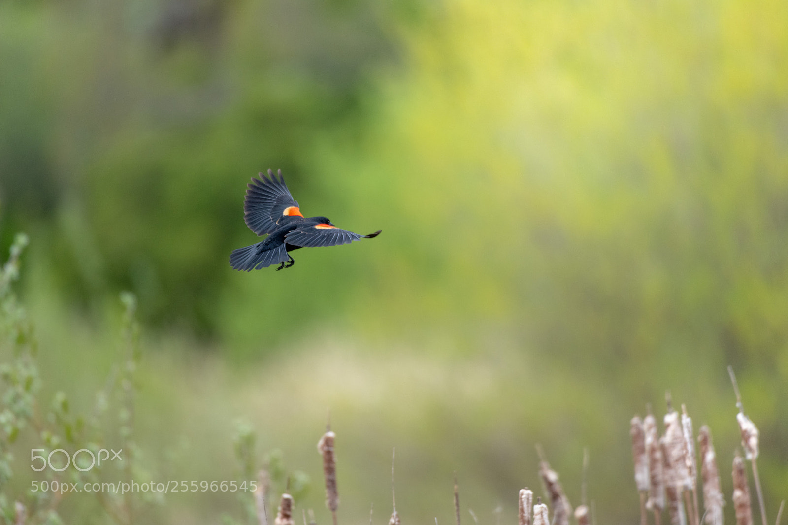 Nikon D850 sample photo. Red wing blackbird photography
