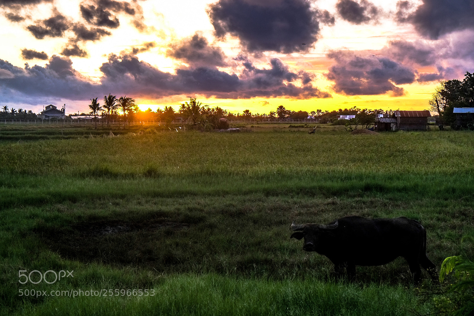 Fujifilm X-E1 sample photo. Carabao photography