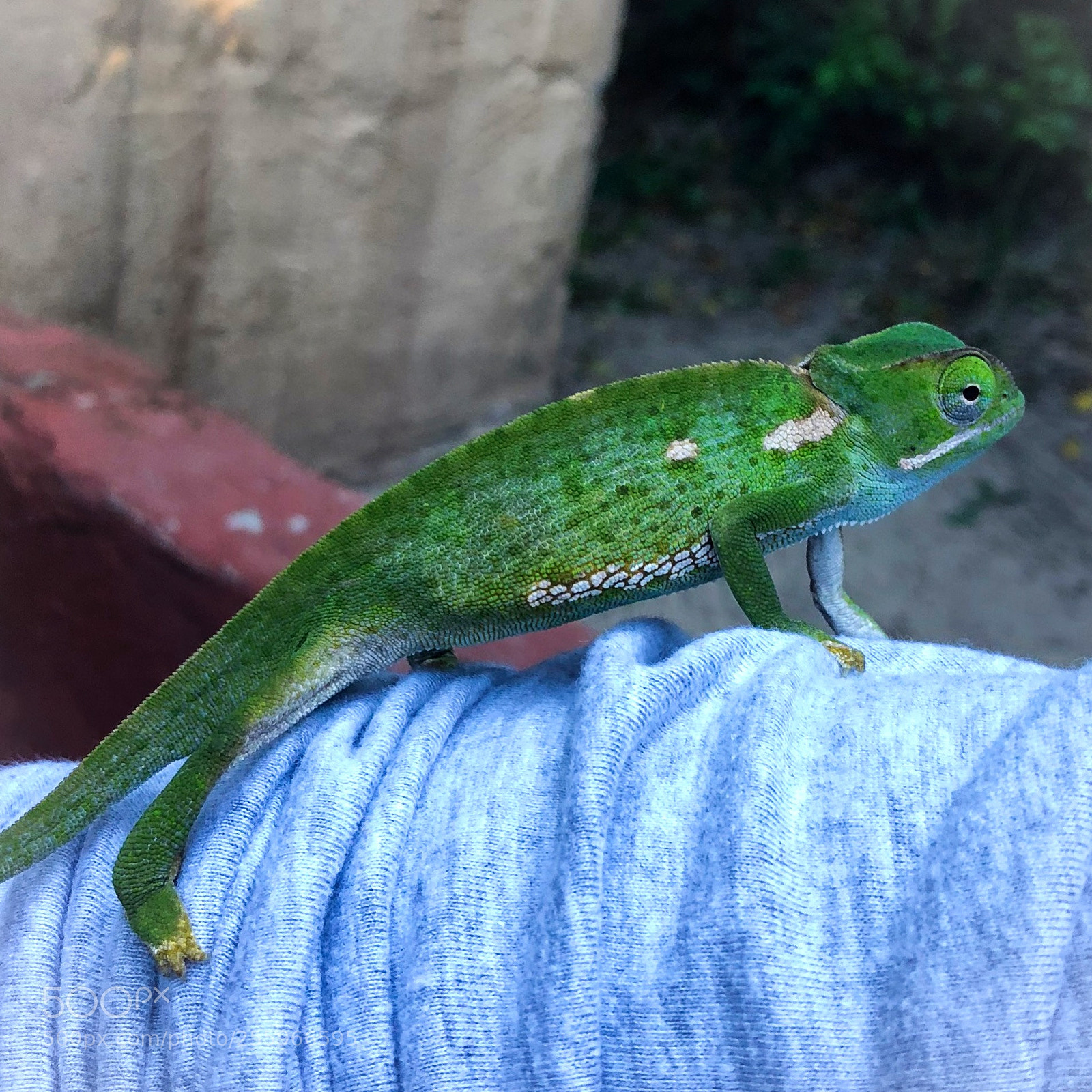 Apple iPhone 8 sample photo. Emerald chameleon photography