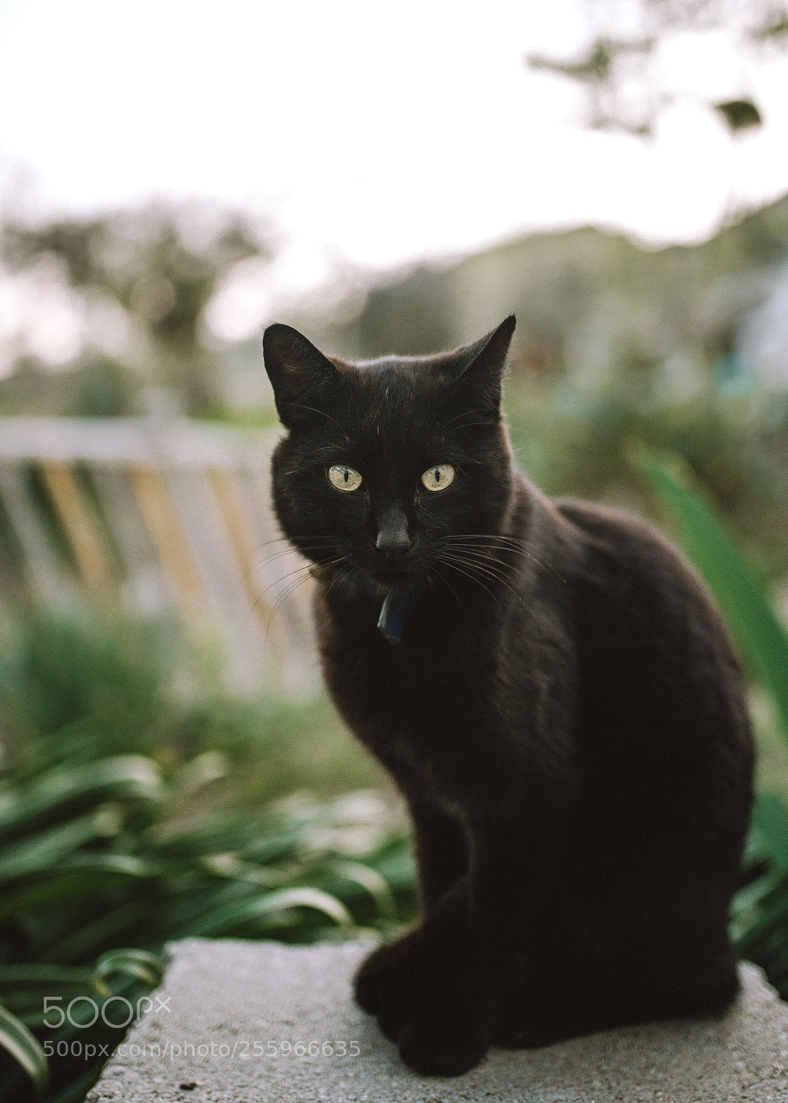Nikon D610 sample photo. Untitled photography