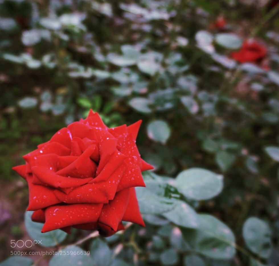 Sony a6000 sample photo. Little beautify photography