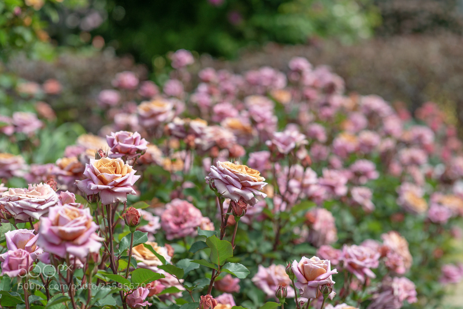 Nikon D800E sample photo. Rose garden  photography