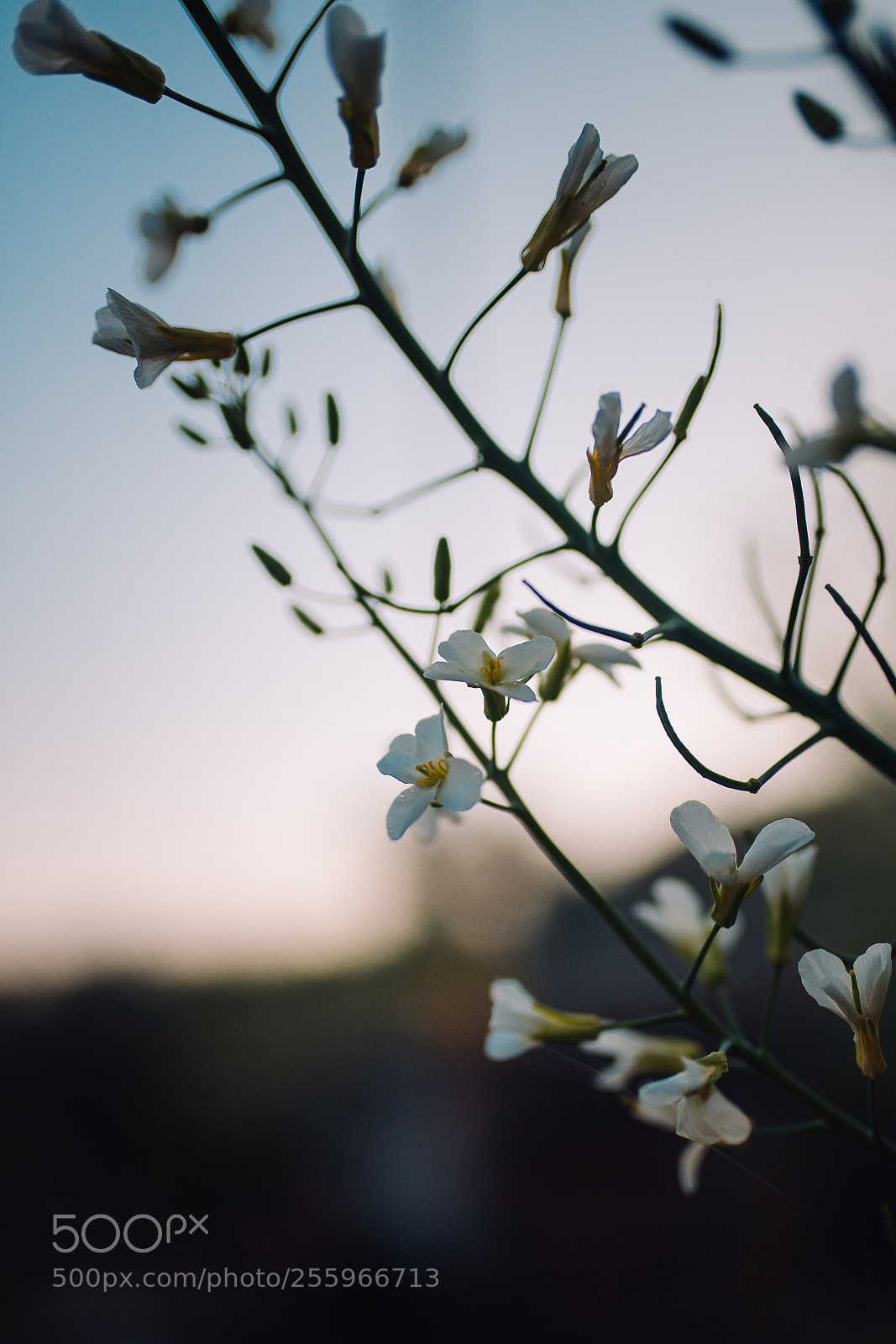 Nikon D610 sample photo. Untitled photography