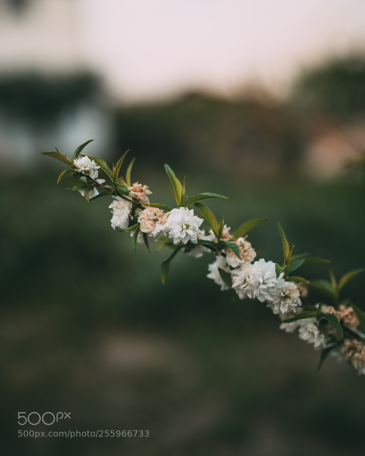 Nikon D610 sample photo. Untitled photography