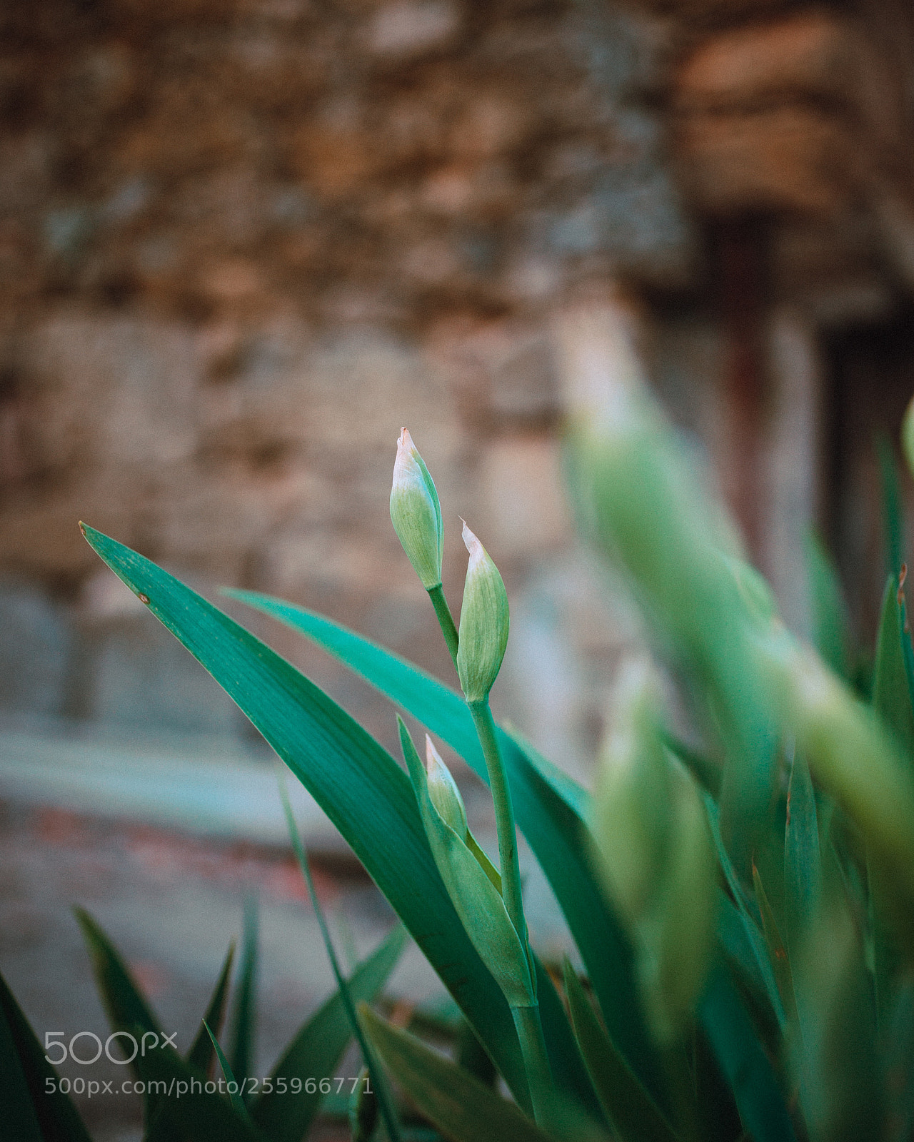 Nikon D610 sample photo. Untitled photography