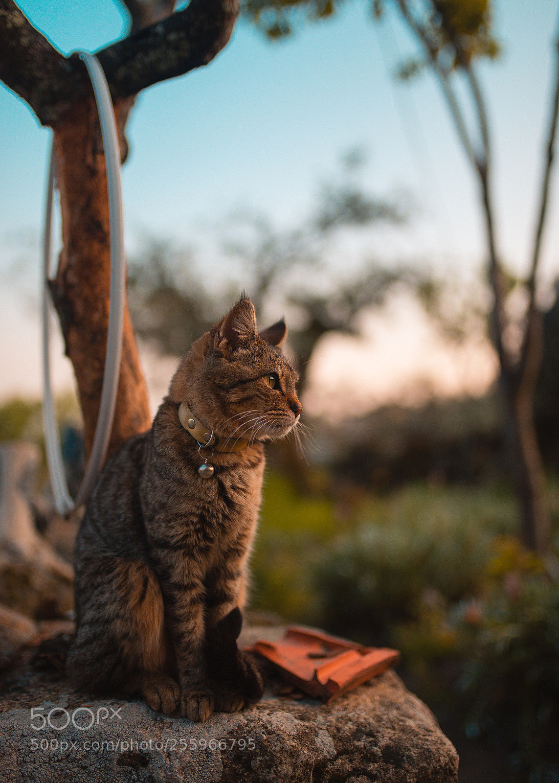 Nikon D610 sample photo. Untitled photography