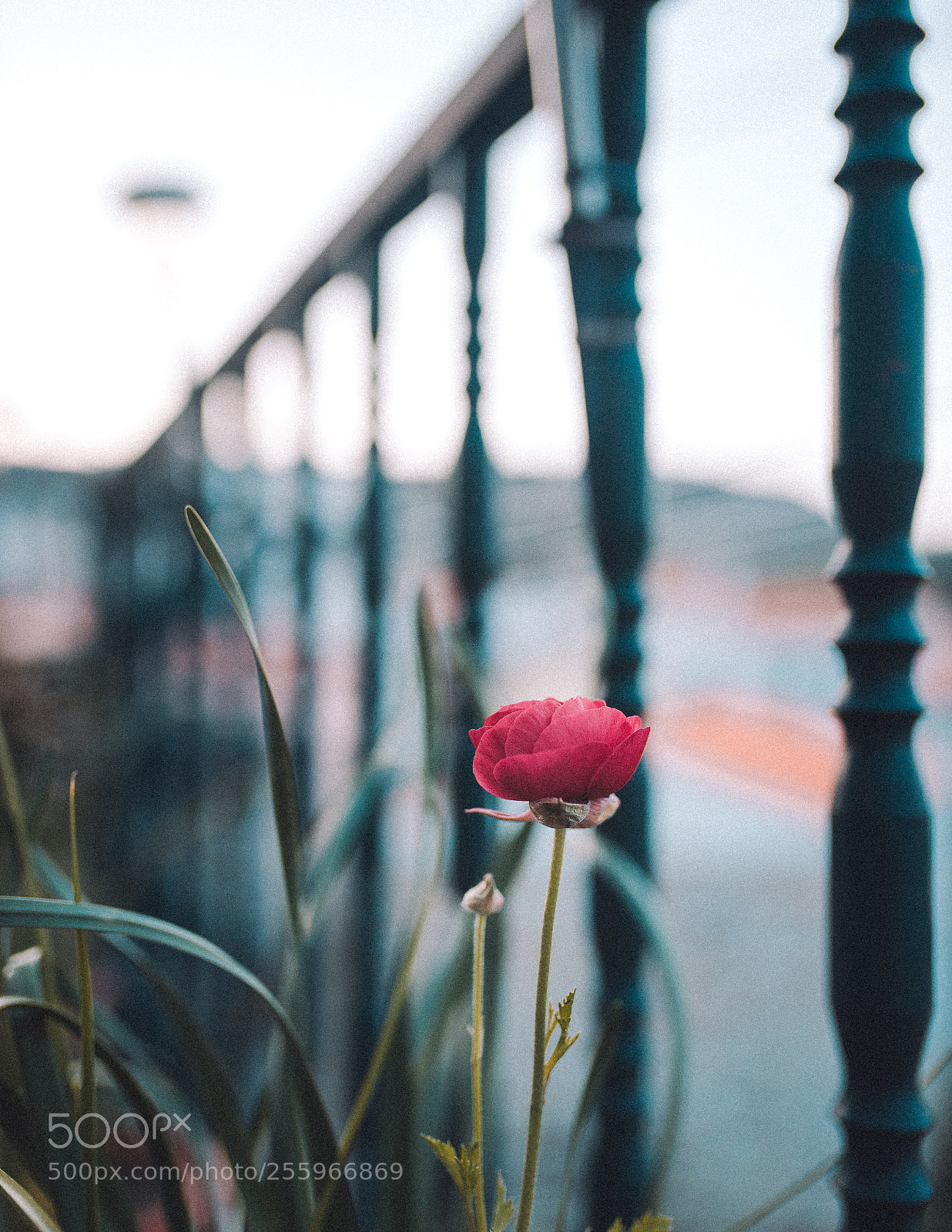 Nikon D610 sample photo. Untitled photography
