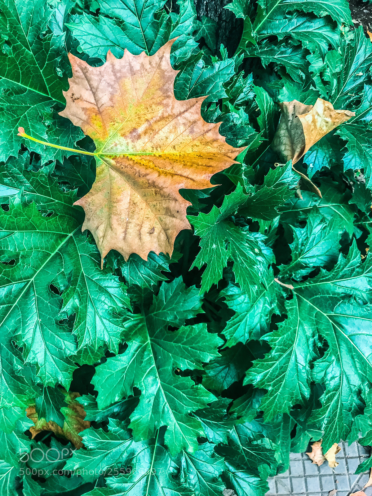 Apple iPhone 7 sample photo. Unos se quedan, otros photography