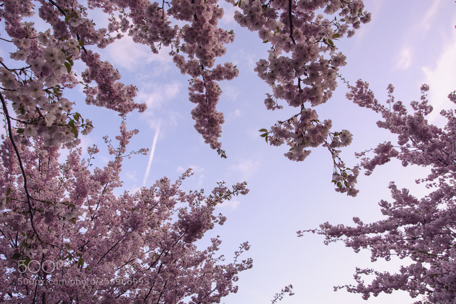 Nikon D5200 sample photo. Sakura blossom photography
