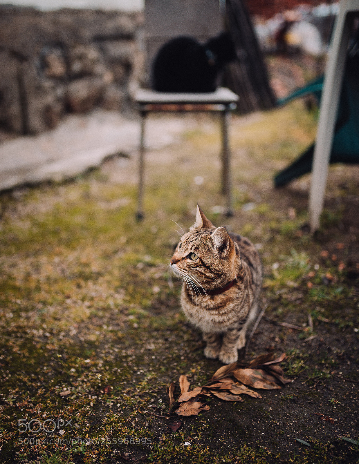 Nikon D610 sample photo. Untitled photography