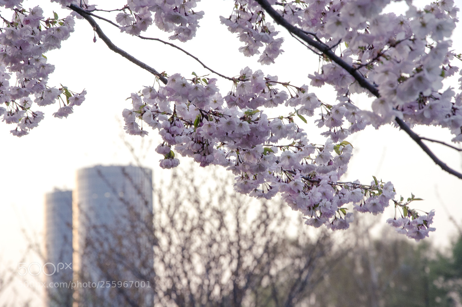 Nikon D5200 sample photo. Spring sakura photography