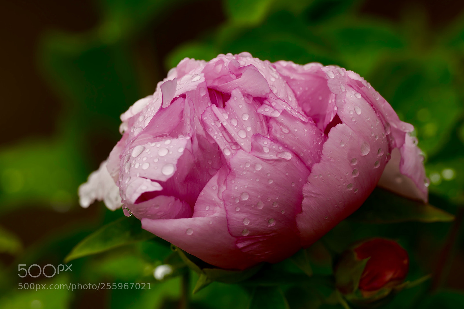 Leica SL (Typ 601) sample photo. Untitled photography