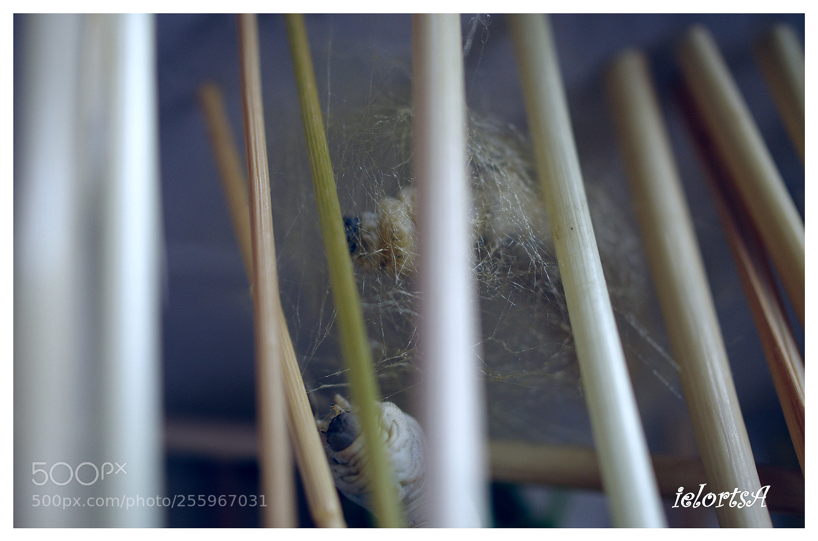 Pentax K-5 sample photo. Cocooning photography