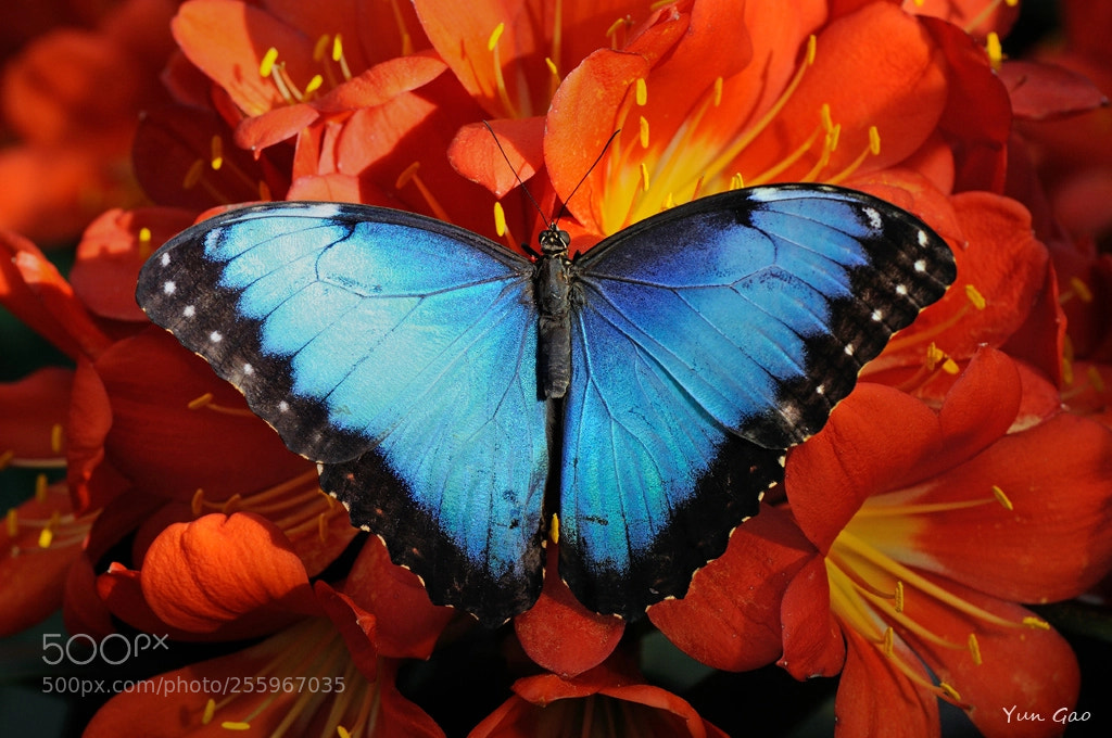 Nikon D90 sample photo. Blue morpho photography
