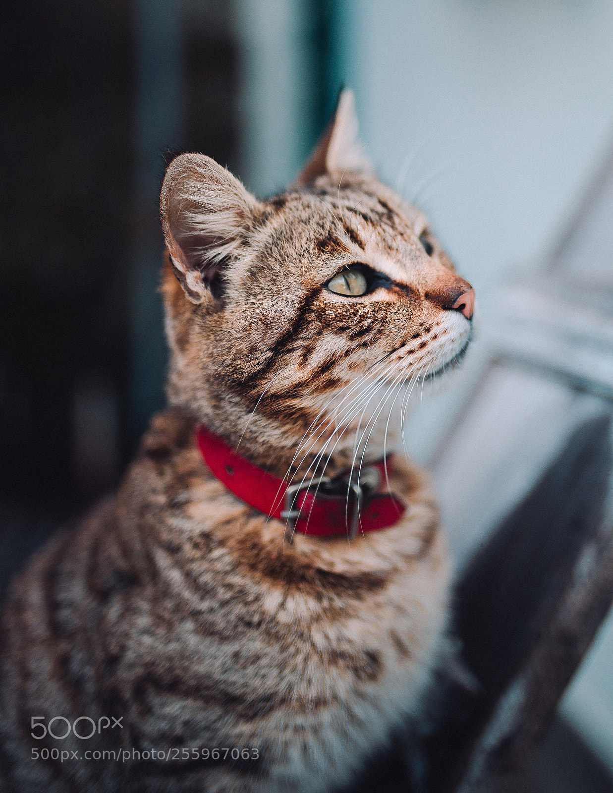 Nikon D610 sample photo. Untitled photography